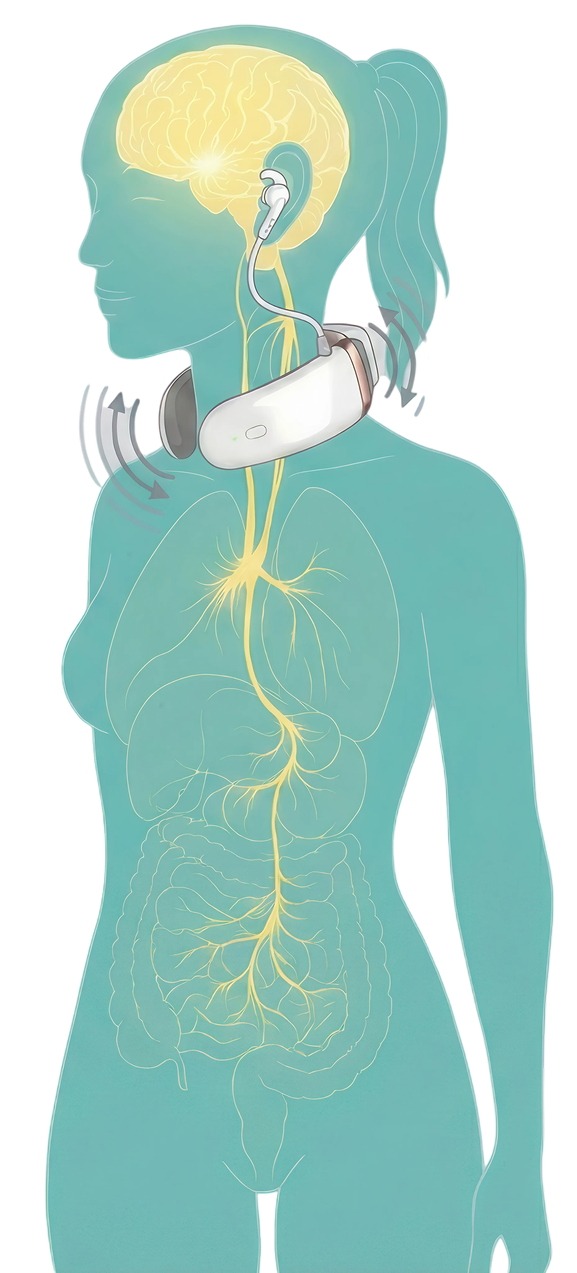 Vagus nerve stimulation pathway from brain to gut
